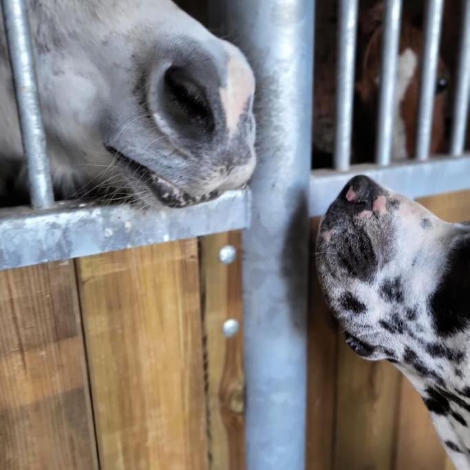 Hébergement de vacances Au Haras D'agathe Et Ses Princes Les Barils