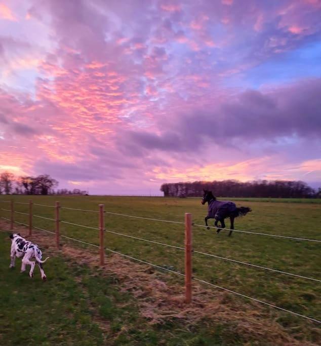 Au Haras D'agathe Et Ses Princes * Les Barils