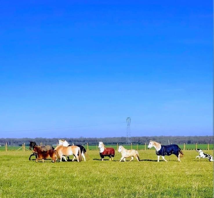 Au Haras D'agathe Et Ses Princes Les Barils